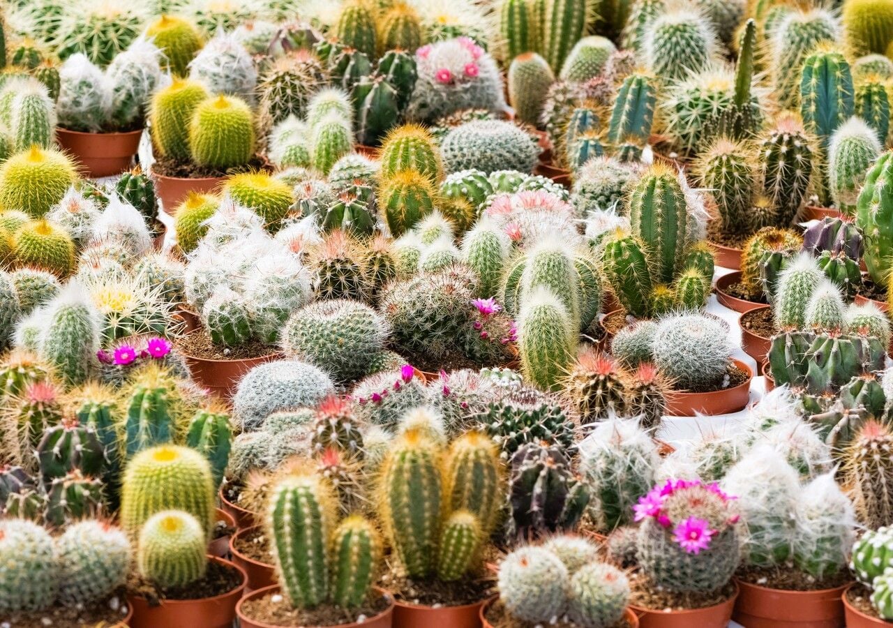 Piante grasse e inverno: una fase delicata del ciclo stagionale
