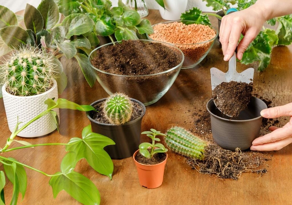 Tra la fine dell'inverno e l'inizio della primavera, le piante grasse che non hanno più substrato per crescere possono essere travasate in contenitori più ampi, in attesa del ritorno della fase di crescita attiva