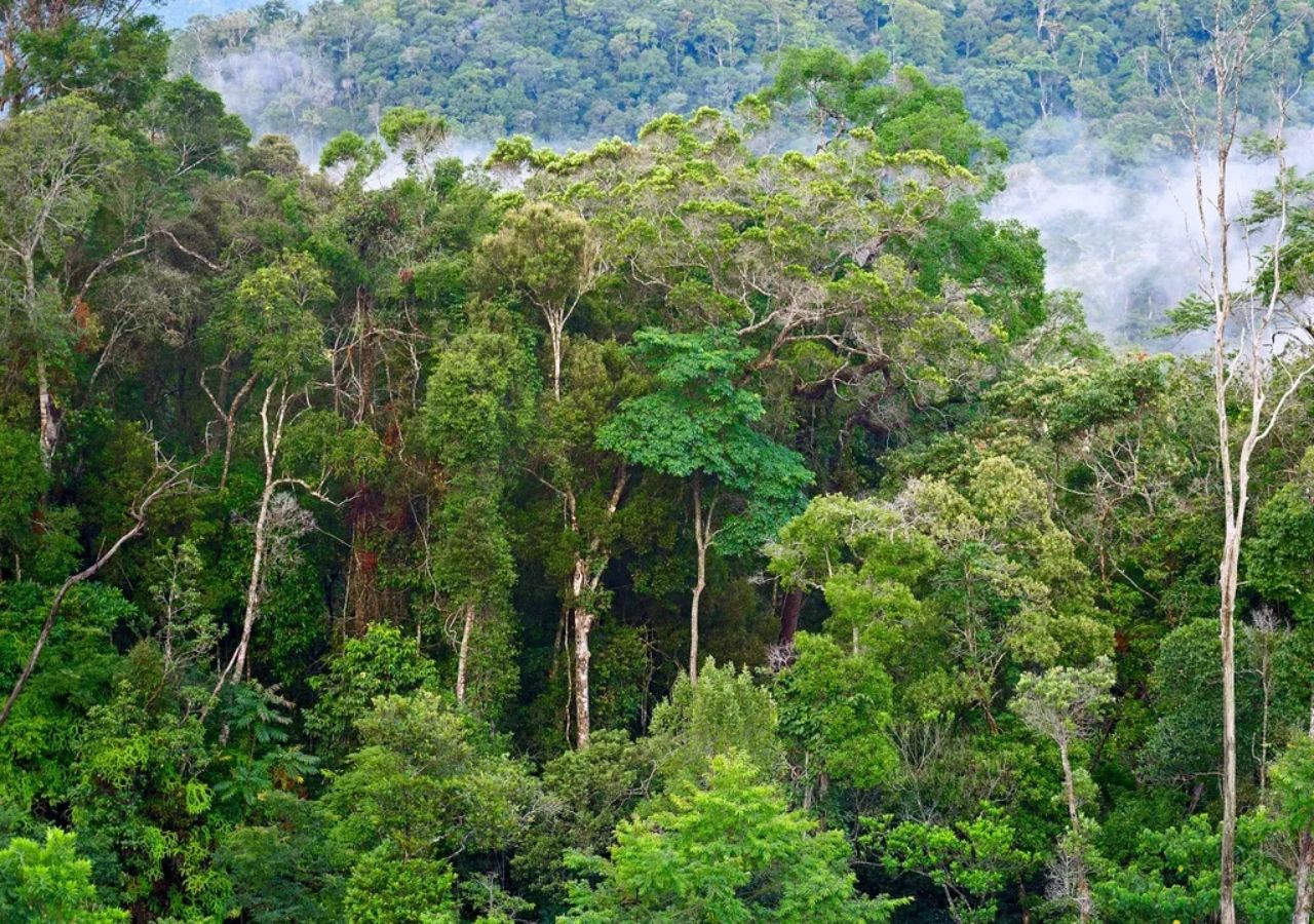 Los bosques actúan como sumideros de carbono al absorber dióxido de carbono.