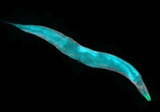 Investigación muestra cómo el sistema nervioso de un gusano se comunica de forma “inalámbrica”