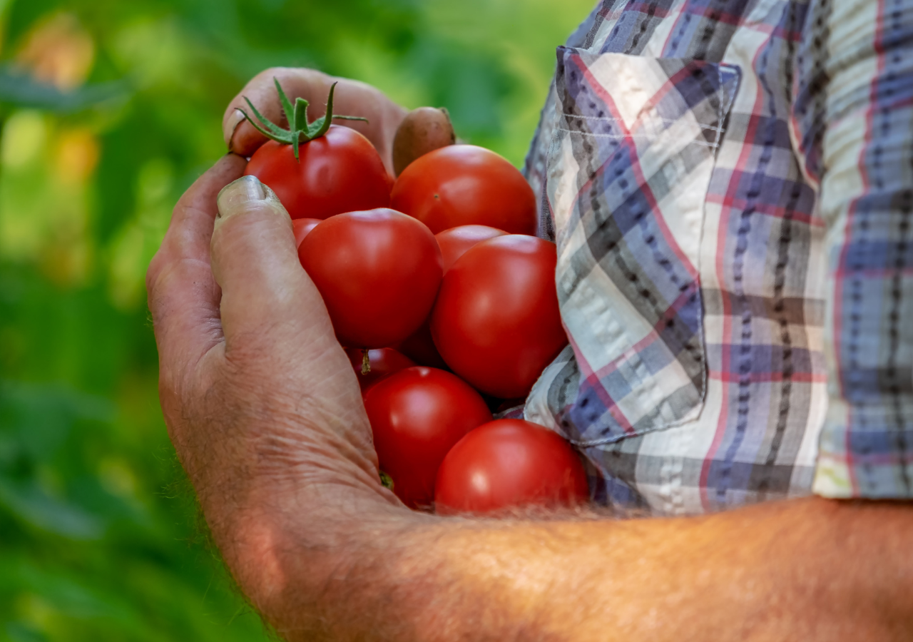 El tomate es el cultivo hortícola más producido en el mundo, con más de 180 millones de toneladas al año.