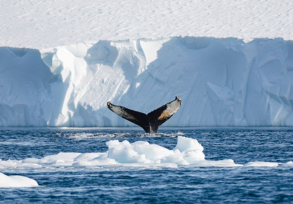 Baleia-da-Gronelândia
