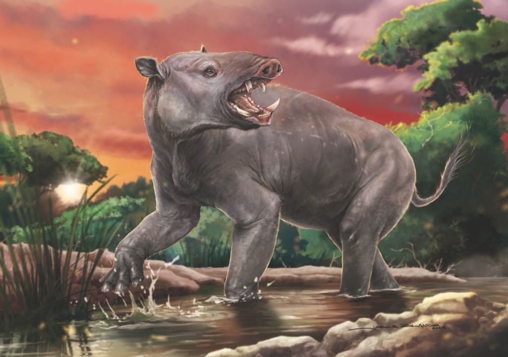 Albertogaudrya unica