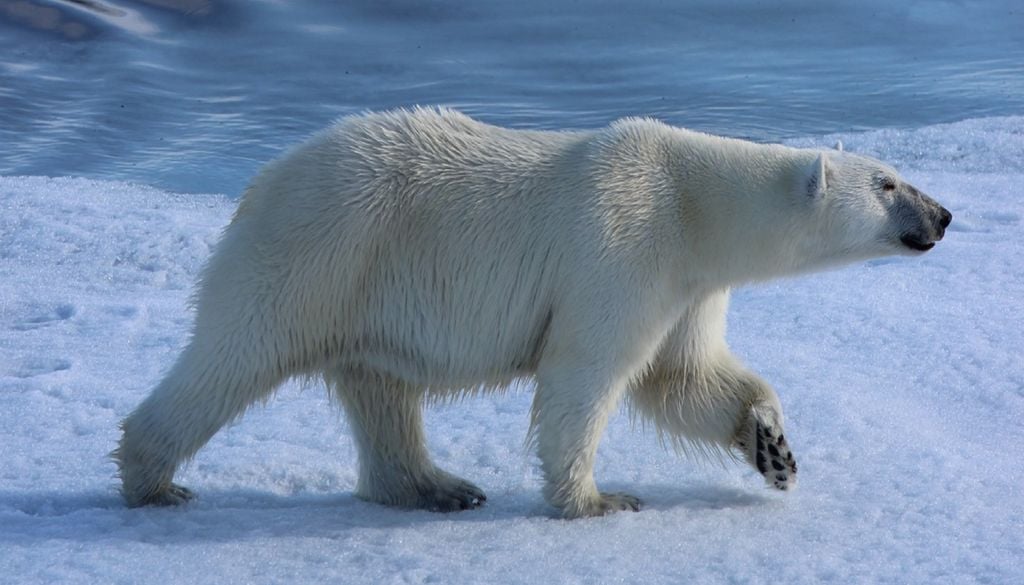Urso polar da Gronelândia O urso polar da Gronelândia está a deslocar-se mais para sul para sobreviver ao degelo progressivo do Ártico. Foto: Universidade de Lisboa