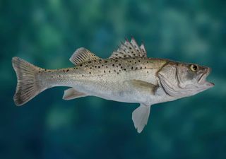 Investigadora portuguesa vence prémio para estudar fase perdida de larvas de peixe