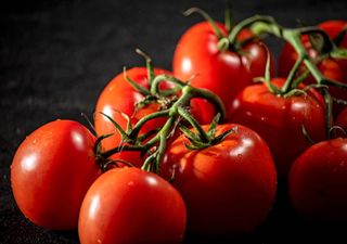 Investigadores crean un jitomate “inteligente” que cambia de color y advierte sobre la falta de nutrientes en el suelo