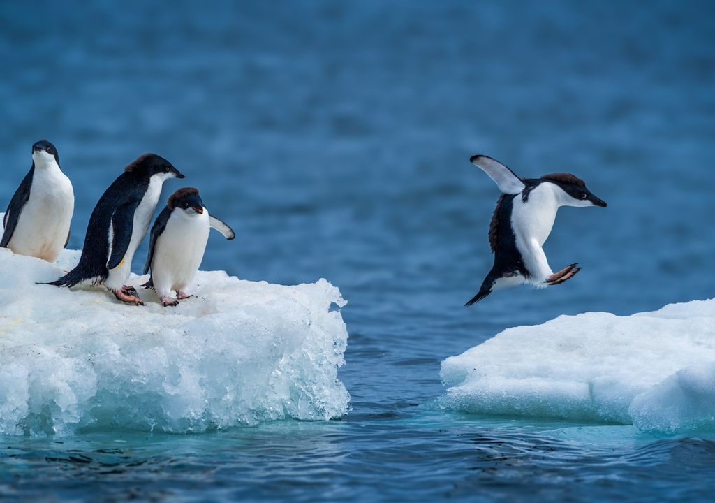 Antártida; polo; clima; cambio climatico; calentamiento global; oceano; Océano Austral; pingüinos; Antártida