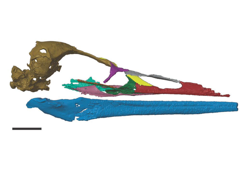 Reconstrucción digital del cráneo de Vegavis iaai, completada tras una microtomografía computarizada de alta resolución de una concreción con fósiles descubierta en la isla Vega, en la península Antártica. Crédito: Joseph Groenke (Universidad de Ohio) y Christopher Torres (Universidad del Pacífico).