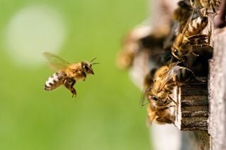 Investigadores encuentran propiedades curativas en el veneno de las abejas