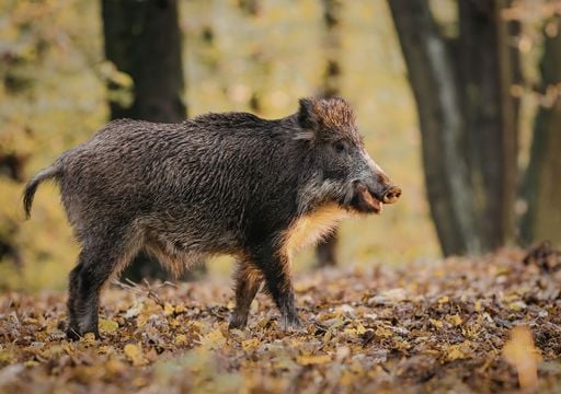 Unos cient&iacute;ficos espa&ntilde;oles desarrollan un modelo que predice el avance de la peste porcina africana en Asia