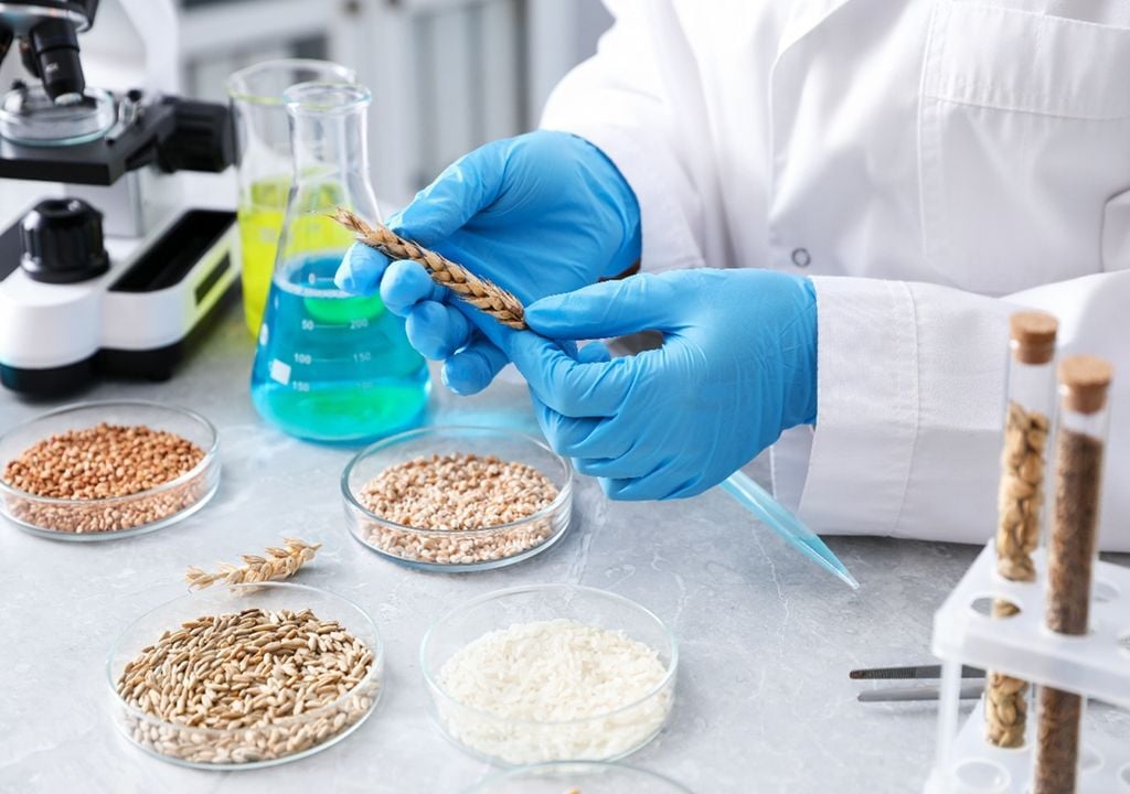 Arroz no laboratório Os investigadores do ITQB NOVA identificaram dois grandes grupos e cinco assinaturas genéticas nas variedades de arroz cultivadas na Europa. Foto: Adobe Stock