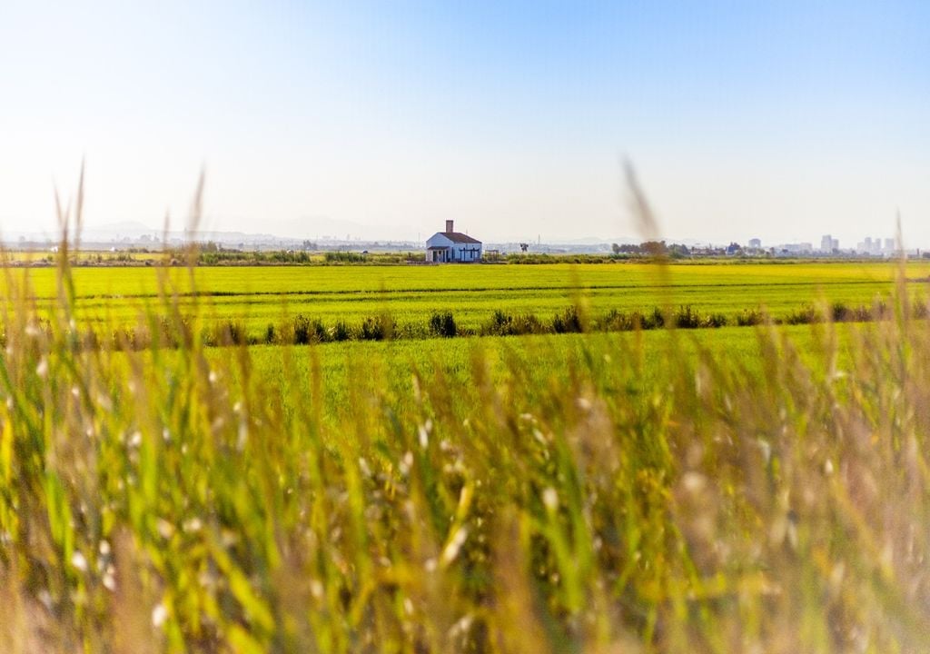 cultivo de arroz O novo método abre também caminho para o melhoramento genético do arroz às condições climáticas do Mediterrâneo. Foto: Adobe Stock