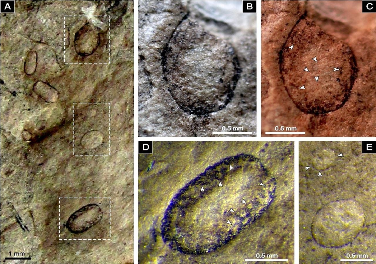 Com apenas 1,6 milímetros de diâmetro, os fósseis agora descobertos foram autênticos gigantes entre os esporos de fungos da classe Glomeromycetes que existiram no final do período Carbonífero. Imagem: Universidade de Coimbra