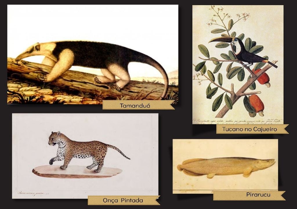 Ilustrações originais em aguarela de José Joaquim Freire e José Codina.