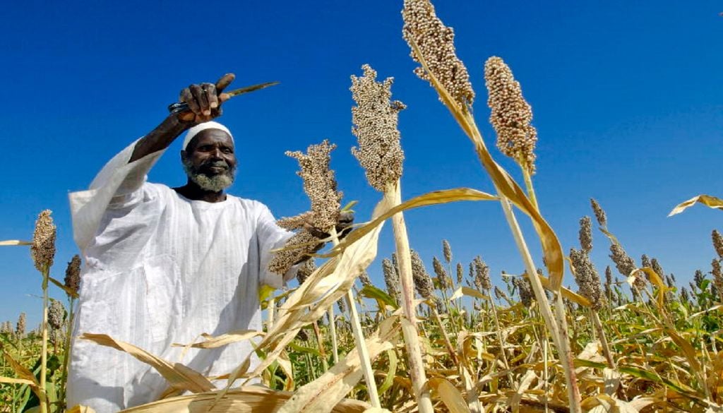 Plantação de Sorgo em África O sorgo é um dos cereais mais cultivados do mundo, sendo a base da alimentação em regiões semiáridas de África, especialmente na Nigéria, no Sudão e na Etiópia. Foto: UN/Fred Noy, CC BY-NC-ND 2.0, via Flickr