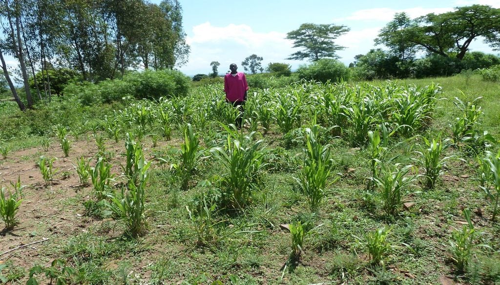 Plantação de Sorgo em África O sorgo é a primeira cultura em que a biofortificação em zinco, através da modulação deste tipo de sensor molecular, está demonstrada. Foto: CGIAR Research Program on Climate Change, CC BY-NC-SA 2.0, via Flickr