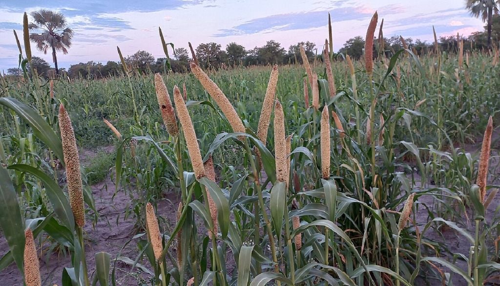 Plantação de Sorgo em África Os cientistas modificaram o sensor genético da planta para manter ativa a absorção de nutrientes do solo. Foto: Shikoha Tautiko, own work, CC BY-SA 4.0, via Wikimedia Commons