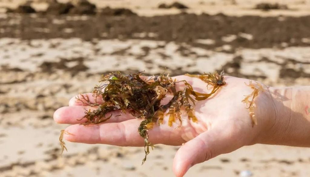 Alga invasora Rugulopteryx (okamurae). Imagem: Facebook/Ambiente Cascais