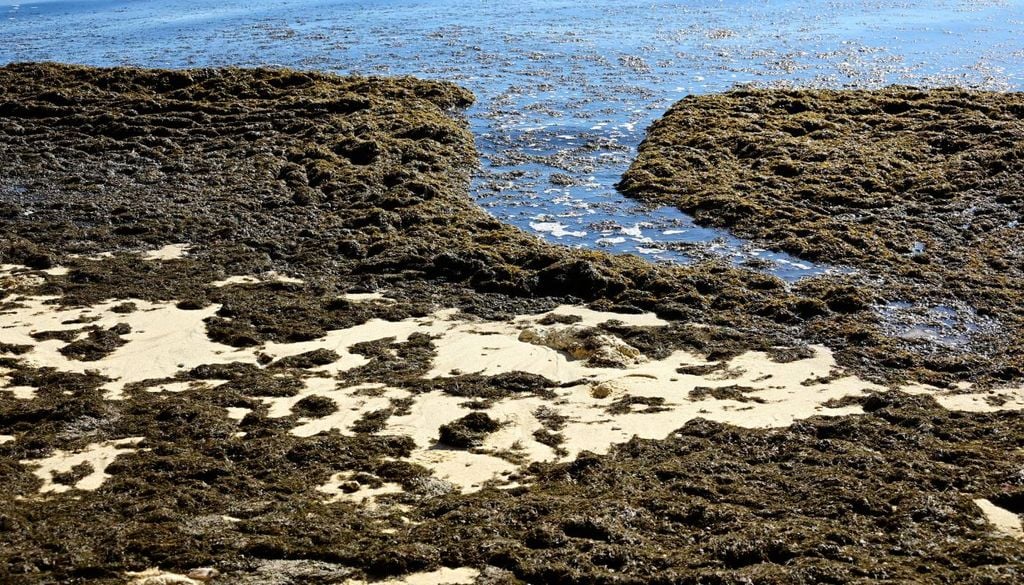 Apesar desta alga invasora já ter sido identificada há uma década na costa portuguesa, aquilo que preocupa os investigadores devido aos potenciais impactos na biodiversidade local é o facto de ser ter alastrado vertiginosamente nos últimos dois a três anos, concentrando-se especialmente nas zonas de São Torpes e ilha do Pessegueiro.