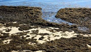 Investigadores preocupados: o que &eacute; a alga invasora que se est&aacute; a alastrar pela costa de Sines?