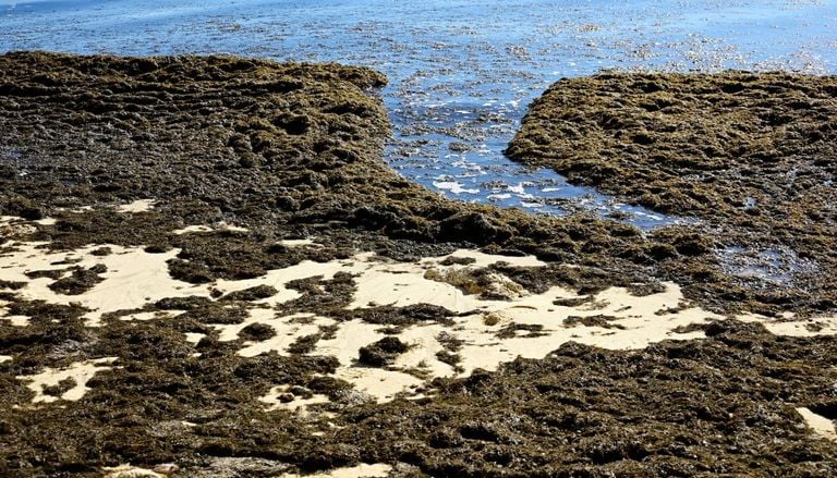 Investigadores preocupados: o que &eacute; a alga invasora que se est&aacute; a alastrar pela costa de Sines?