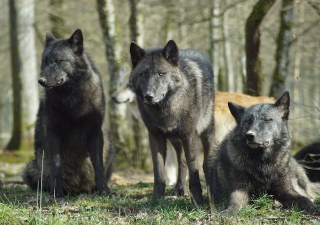 Des générations de loups, de chiens et d'ours vivent dans la zone fantôme où l'accident nucléaire a eu lieu.