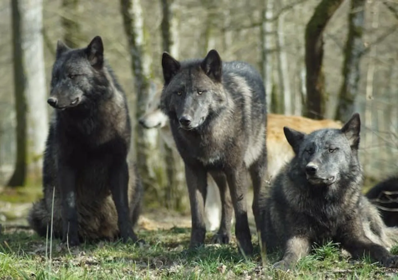 Chernobyl wolves develop cancer-defying genetic mutation