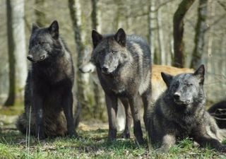 Los lobos mutantes de Chernóbil son resistentes al cáncer: una esperanza contra la enfermedad