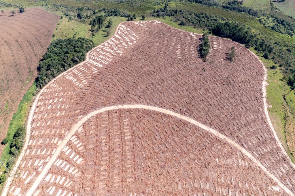 Brasil, Mato Grosso do Sul, biomesa