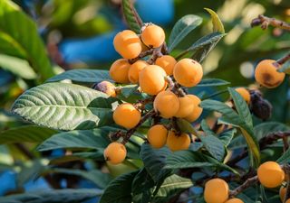 Invierno en flor: descubre al níspero japonés y su cosecha dorada de primavera 