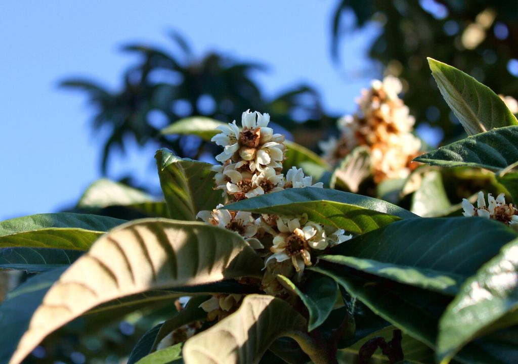 cuidados del níspero