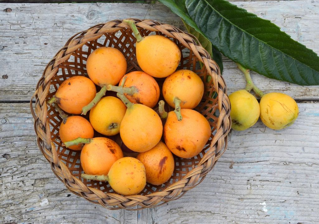 propiedades del níspero