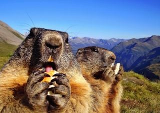 Groundhog Day in North America predicts winter length