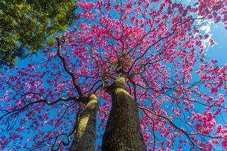 Ipês bombando no feed: por que o “boom” roxo e amarelo acontece no pico da seca
