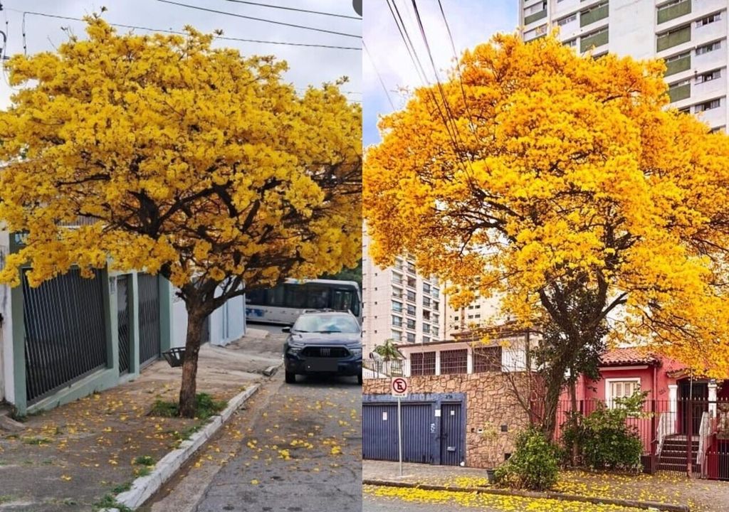 Em São Paulo, ipês florescem antes do tempo e ao mesmo tempo, revelando desequilíbrio no clima e possíveis impactos ambientais futuros.