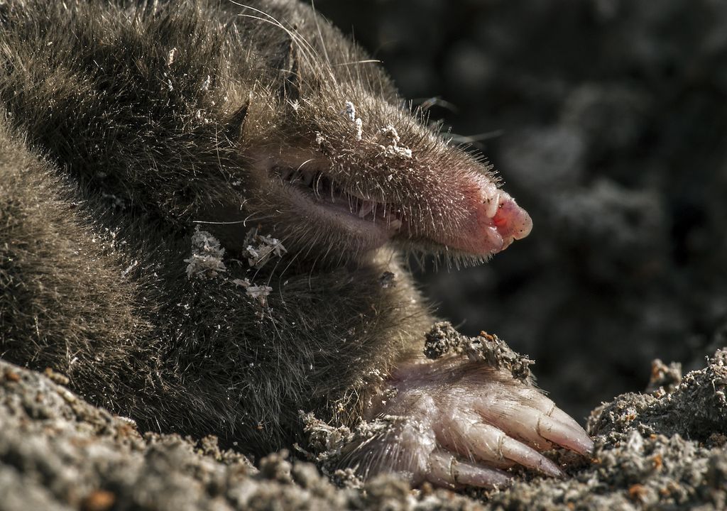 British mole.