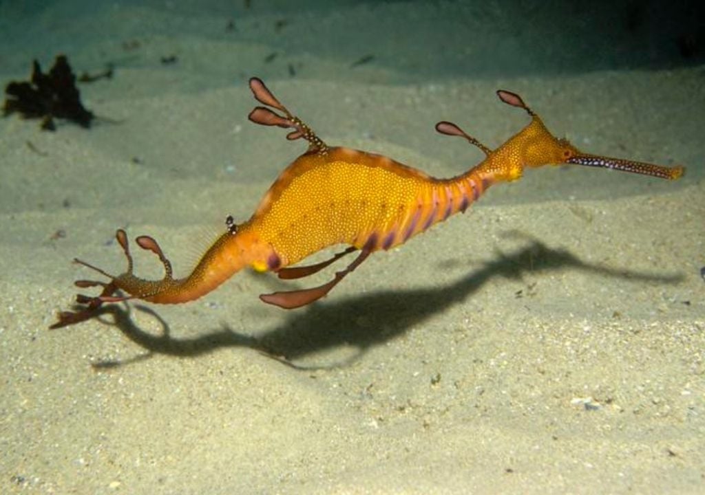 weedy seadragon