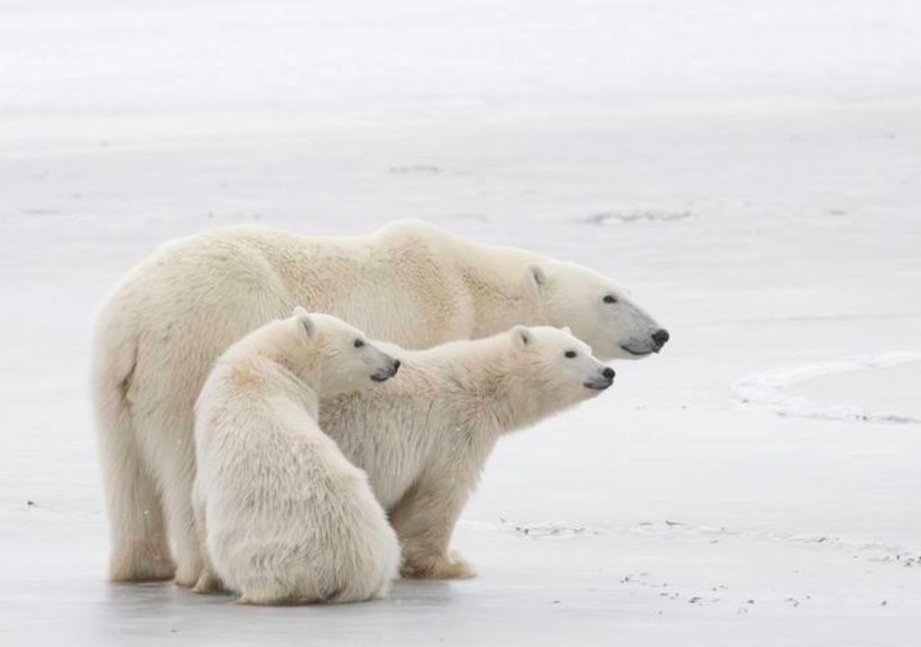 tres osos polares, reunidos, sobre el hielo