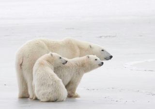 Is lack of food the reason for the decline in Polar Bear numbers?