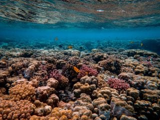 Is There Hope for Saving Our Coral Reefs?