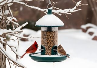 Is your bird feeder spreading conjunctivitis this holiday season? 