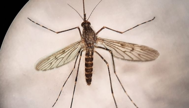 Islandia pierde su &uacute;ltimo privilegio: los mosquitos llegan al &uacute;nico rinc&oacute;n del &Aacute;rtico que resist&iacute;a