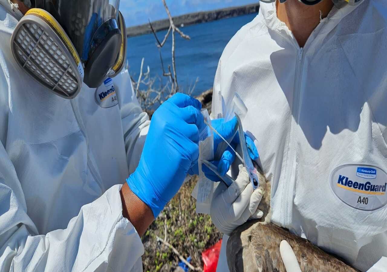 El 17 de septiembre se econtraron varias aves que mostraban síntomas de enfermedad.