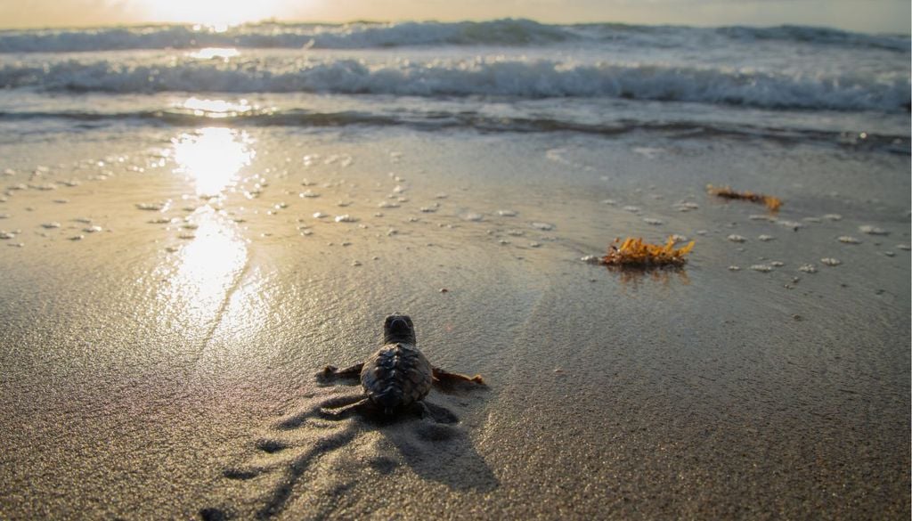 I piccoli di tartaruga caretta caretta corrono verso il mare subito dopo la schiusa delle uova