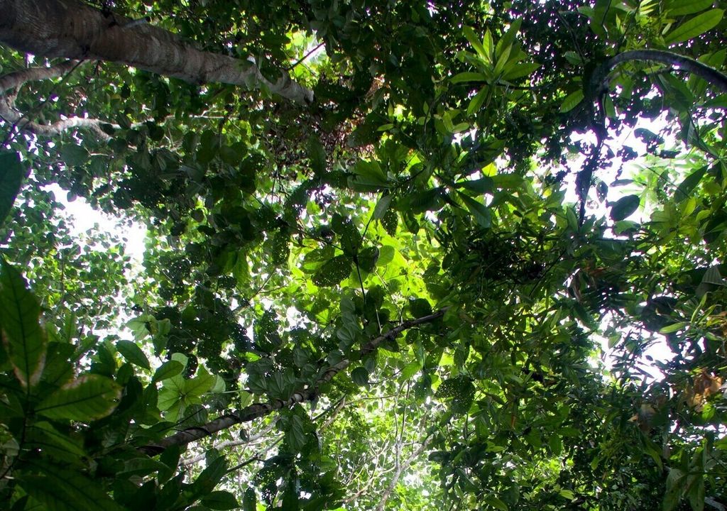 Amazonas-Regenwald Amazonas-Regenwald
