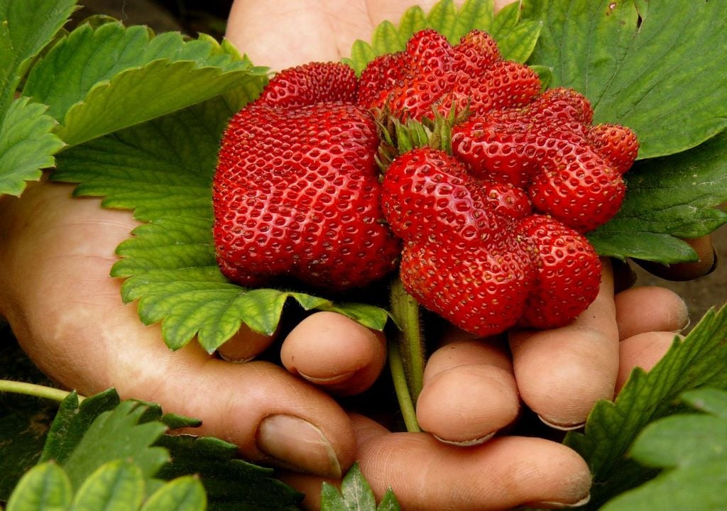 erdbeeren, garten, anbau