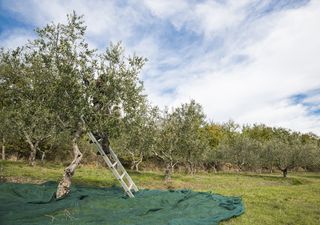 Italia, "secondo anno più caldo dall'800": anticipata raccolta olive