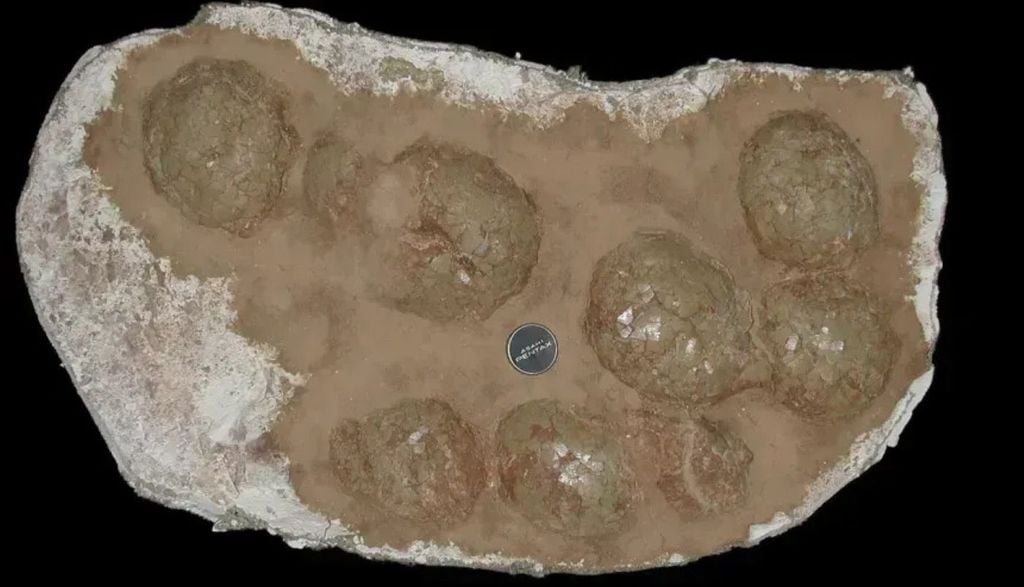 Uma ninhada de ovos fossilizados de titanossauro. • Darla Zelenitsky Uma ninhada de ovos fossilizados de titanossauro. Crédito: Darla Zelenitsky