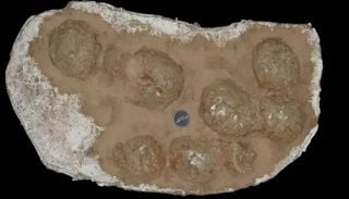 Titanossauros criavam &ldquo;incubadoras naturais&rdquo; para proteger seus ovos