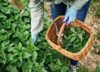 Tengo muchas ortigas en mi jardín, ¿qué puedo hacer con ellas? Consejos de experto para resolver el problema